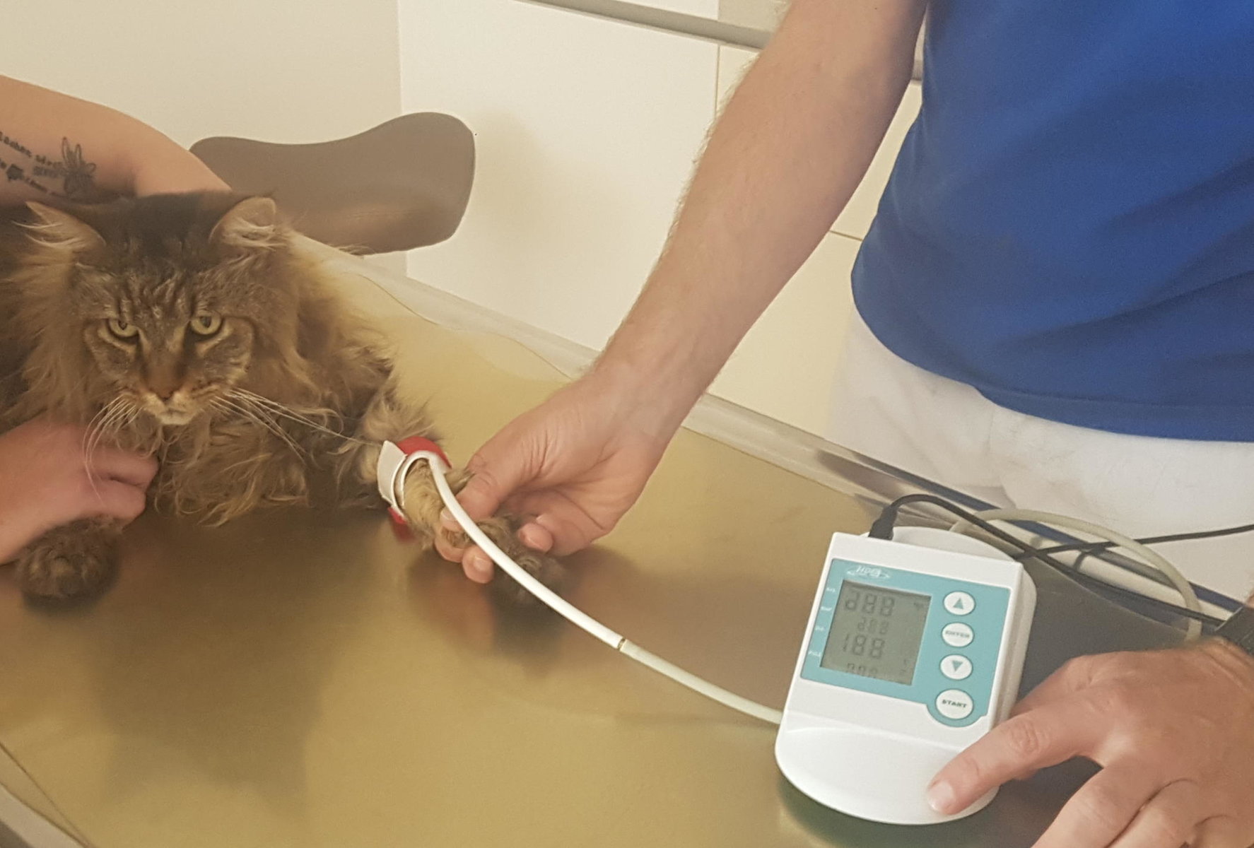 Blutdruckmessung bei Katze